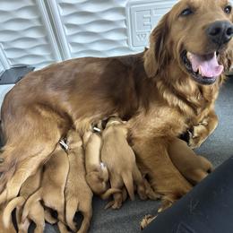 Elsa - Dark golden female Golden Retriever puppy in Middleburg, Pennsylvania from South Hill Golden Retrievers