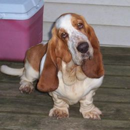Basset Hounds from Silvan Bassets