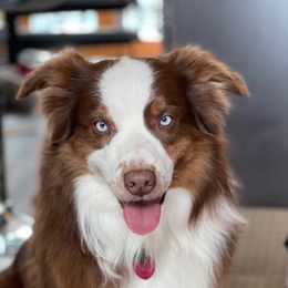 Remi - Australian Shepherd