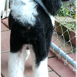 Vinnie - Poodle