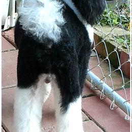 Vinnie - Poodle