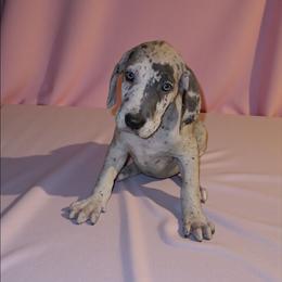 Porsche - Merle female Great Dane puppy in Walker, Louisiana from La Rebel Danes