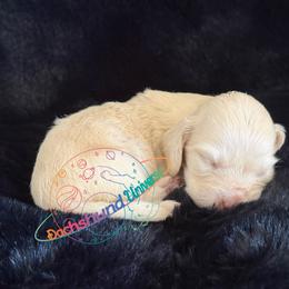 Polaris - Cream female Dachshund puppy in Peyton, Colorado from Dachshund Universe