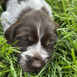 Girl 1 - Brown and gray female Wirehaired Pointing Griffon puppy in Idaho from Muddy Paws WPG