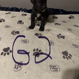 Girl 2 - Black brindle female Cane Corso puppy in Niota, Tennessee from DTM Cane Corso