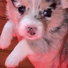 American Corgis and Pembroke Welsh Corgis from Twisted M Corgi’s