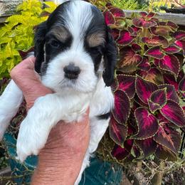 Girl 1 - Black white and tan female Cocker Spaniel puppy in Beech Island, South Carolina from Mike's Best Friends