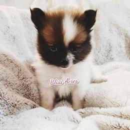 Tiny boy - Red parti male Pomeranian puppy in Ponca City, Oklahoma from Bliss Acres Farm
