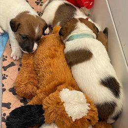 Golden Retriever and Jack Russell Terrier Puppies from Shelby Burleson's Golden Retrievers and Jack Russell Terriers
