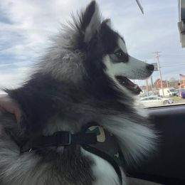 Pomsky puppies from Mountain High Kennels