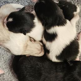 Pomeranians from Starlight Poms