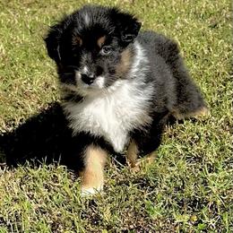 Grey Collar - Black tri-color female Australian Shepherd puppy in Winston Salem, North Carolina from Serenity Acres Aussies