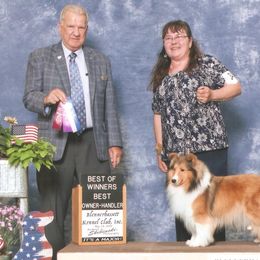 Shetland Sheepdog All Grown Up from MESA Shelties