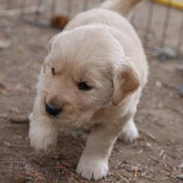 Trail - Golden female Golden Retriever puppy in Cody, Wyoming from Bliss Creek MTN Meadows
