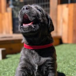 Red collar - Gray female Cane Corso puppy in Cove, Oregon from Bane's Legacy Cane Corso