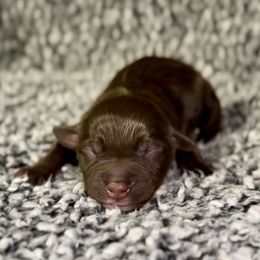 Cornbread - Red tri male Miniature Australian Shepherd puppy in Michie, Tennessee from Acton Aussies