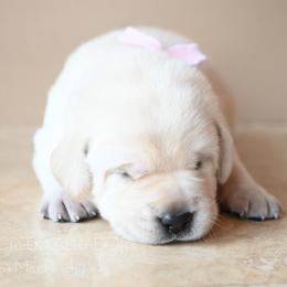 Cleo's Peach - Yellow female Labrador Retriever puppy in Pasco, Washington from ROCK CREEK LABRADORS Pasco, WA
