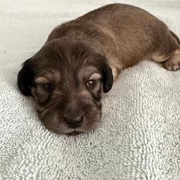 Shaded Cream Male 1 - Cream male Dachshund puppy in Mesa, Arizona from T&J Lovable Longhaired AKC Dachshunds
