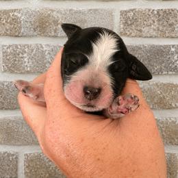 Poppet - Black and white female English Springer Spaniel puppy in Fort White, Florida from Thunderbird Springers