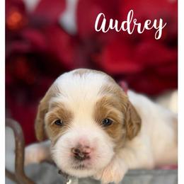 Audrey - Apricot female Australian Labradoodle puppy in Gladstone, Oregon from Beaver State Labradoodles