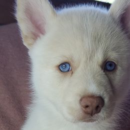 Pomskies from Angels Pomskies