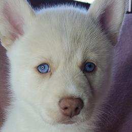 Pomskies from Angels Pomskies