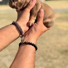 Mr. Potato Head - Tricolors male French Bulldog puppy in Sherman, Texas from Horror Line Frenchies