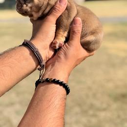 Mr. Potato Head - Tricolors male French Bulldog puppy in Sherman, Texas from Horror Line Frenchies