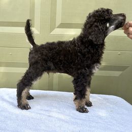 Poodle Puppies from Solara Kennels