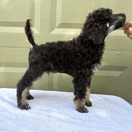 Poodle Puppies from Solara Kennels