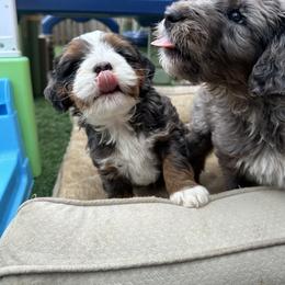 Bernedoodle, Poodle, and Saint Berdoodle Puppies from Myt fine doodles