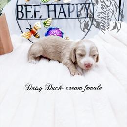 Daisy Duck - Cream female Dachshund puppy in Prairieville, Louisiana from Southern Barron Danes & Dachshunds