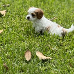Cavapoo and Shihpoo Puppies from Haus of Doodles