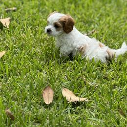 Cavapoo and Shihpoo Puppies from Haus of Doodles
