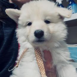 Boy 8 - White male German Shepherd puppy in Valley Springs, South Dakota from Von Pasch German Shepherds
