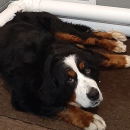 MOUNTAIN - Bernese Mountain Dog