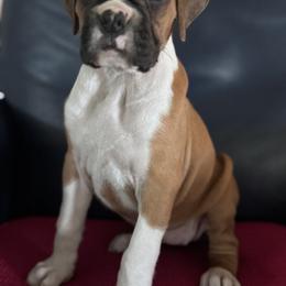 Flashy fawn female with collar - Fawn female Boxer puppy in Baldwin, Maryland from TwinBrook Boxers