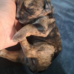 Noelle - Chocolate merle female Bernedoodle puppy in Lafayette, Alabama from Williams Lake Doodles