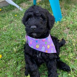 Labradoodle Puppies from Silver Acorn Doodles