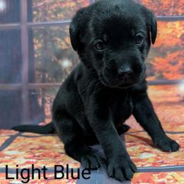 Goldendoodle, Golden Retriever, Labradoodle, and Labrador Retriever Puppies from Robertson's Retrievers and Doodles