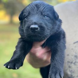 Yellow collar boy - Black male German Shepherd puppy in Lake City, Florida from Saylor Shepherds