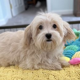 Barron - Apricot male Maltipoo puppy in Colonial Beach, Virginia from BeachRidge Pups