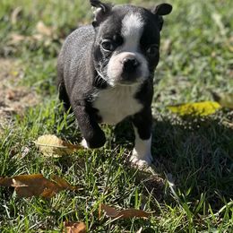 Xaver - Black brindle and white male Boston Terrier puppy in Fillmore, Illinois from Wind Hill Puppies