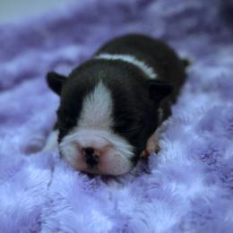 Zuko - Black and white male Boston Terrier puppy in Pasadena, Maryland from Promise Land