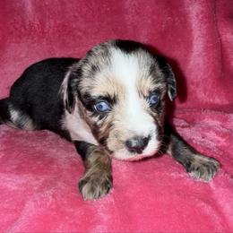 Patsy Cline - Blue merle female Miniature Australian Shepherd puppy in Godley, Texas from Bradley Kennels