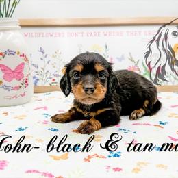 John - Black and tan male Dachshund puppy in Prairieville, Louisiana from Southern Barron Danes & Dachshunds