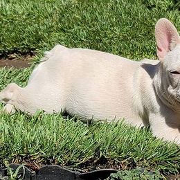 French Bulldogs from Apollo and Witches