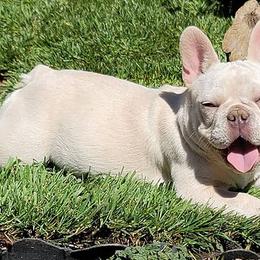 French Bulldogs from Apollo and Witches