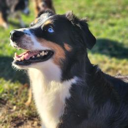 Raven - Black tri female Miniature Australian Shepherd puppy in Killen, Alabama from Wilkers Wholehearted Mini Aussies
