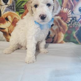 Tim - Parti male Poodle puppy in Cleburne, Texas from Lone Star Standard Poodles LLC
